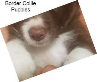 Border Collie Puppies