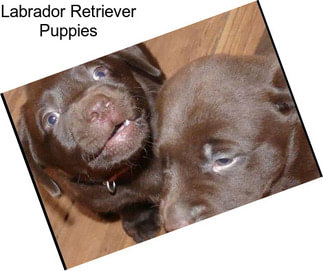 Labrador Retriever Puppies