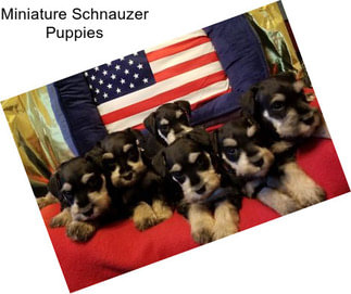 Miniature Schnauzer Puppies