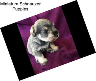 Miniature Schnauzer Puppies