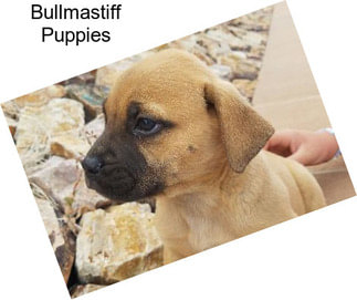 Bullmastiff Puppies