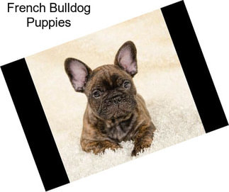 French Bulldog Puppies