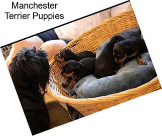 Manchester Terrier Puppies