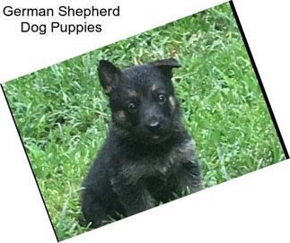 German Shepherd Dog Puppies