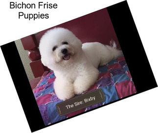 Bichon Frise Puppies