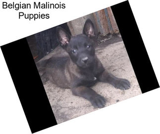 Belgian Malinois Puppies