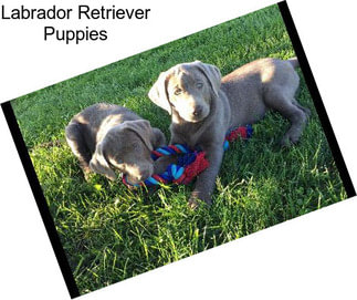 Labrador Retriever Puppies