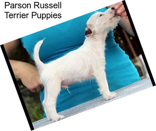 Parson Russell Terrier Puppies