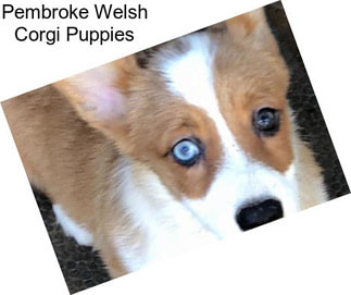 Pembroke Welsh Corgi Puppies