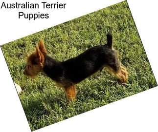 Australian Terrier Puppies