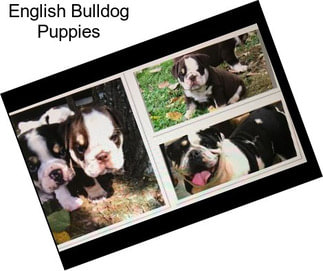 English Bulldog Puppies