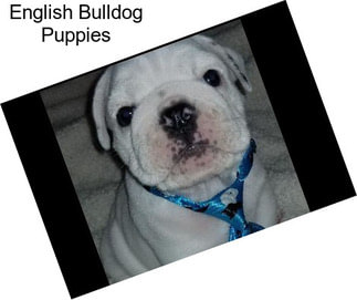 English Bulldog Puppies