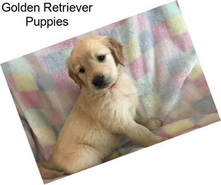 Golden Retriever Puppies