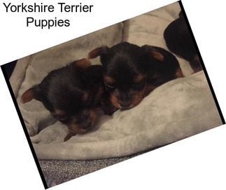 Yorkshire Terrier Puppies