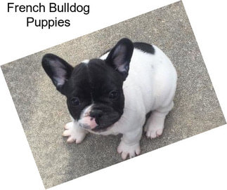 French Bulldog Puppies