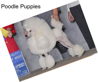 Poodle Puppies