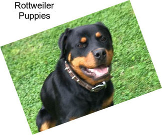 Rottweiler Herding Dogs For Sale In Ohio Agriseek Com
