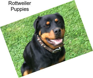 Rottweiler Puppies