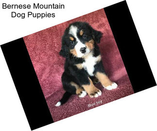 Bernese Mountain Dog Puppies