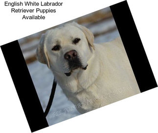 English White Labrador Retriever Puppies Available