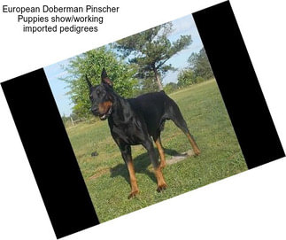 European Doberman Pinscher Puppies show/working imported pedigrees
