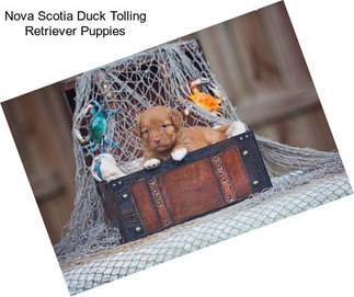 Nova Scotia Duck Tolling Retriever Puppies