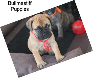 Bullmastiff Puppies