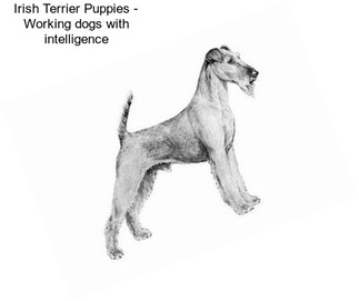 Irish Terrier Puppies - Working dogs with intelligence