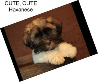 CUTE, CUTE Havanese