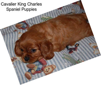 Cavalier King Charles Spaniel Puppies