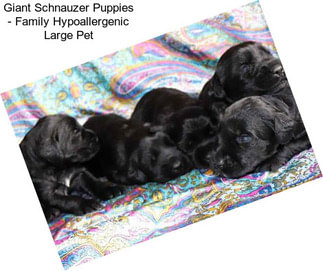 Giant Schnauzer Puppies - Family Hypoallergenic Large Pet
