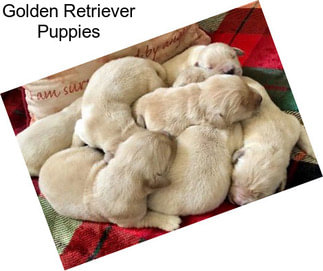 Golden Retriever Puppies