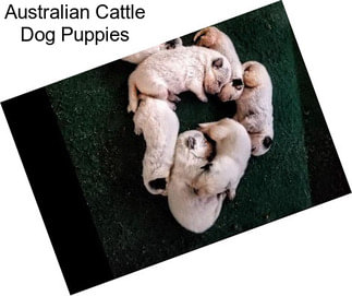 Australian Cattle Dog Puppies