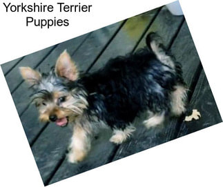 Yorkshire Terrier Puppies