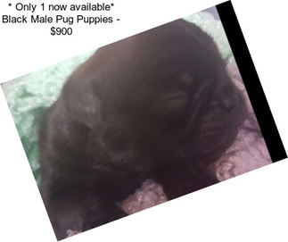 * Only 1 now available* Black Male Pug Puppies - $900