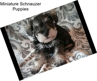 Miniature Schnauzer Puppies