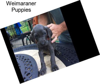 Weimaraner Puppies