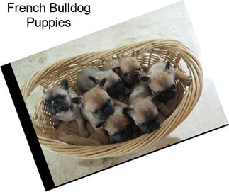 French Bulldog Puppies