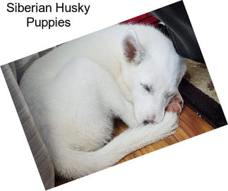 Siberian Husky Puppies