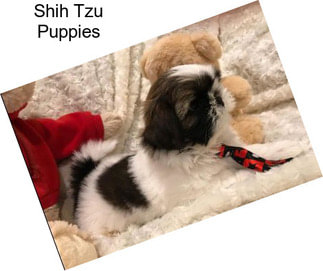 Shih Tzu Puppies