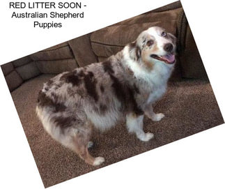 RED LITTER SOON - Australian Shepherd Puppies