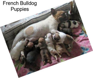 French Bulldog Puppies