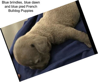 Blue brindles, blue dawn and blue pied French Bulldog Puppies