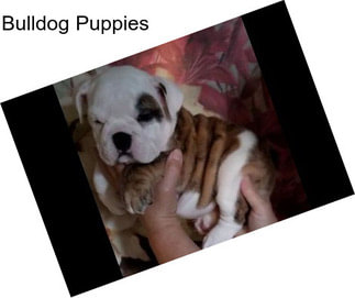 Bulldog Puppies