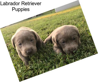 Labrador Retriever Puppies