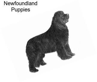 Newfoundland Puppies