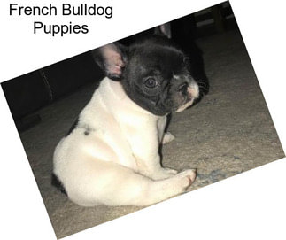 French Bulldog Puppies