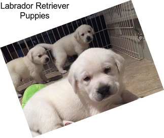 Labrador Retriever Puppies