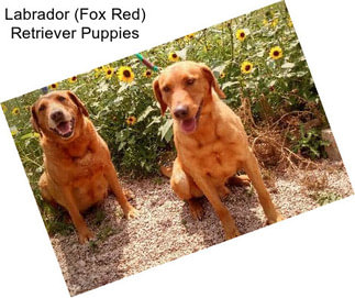 Labrador (Fox Red) Retriever Puppies