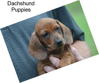 Dachshund Puppies